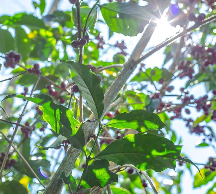 Boite Conservatrice Noire Avec Vide D'air 1kg - Cafés Lugat – Image 3